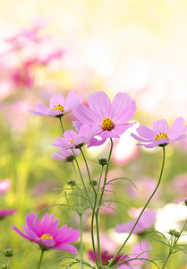 隣の芝生は青い　よく見えるんだよね・・・・　　人事見直し倶楽部通信　　№2432