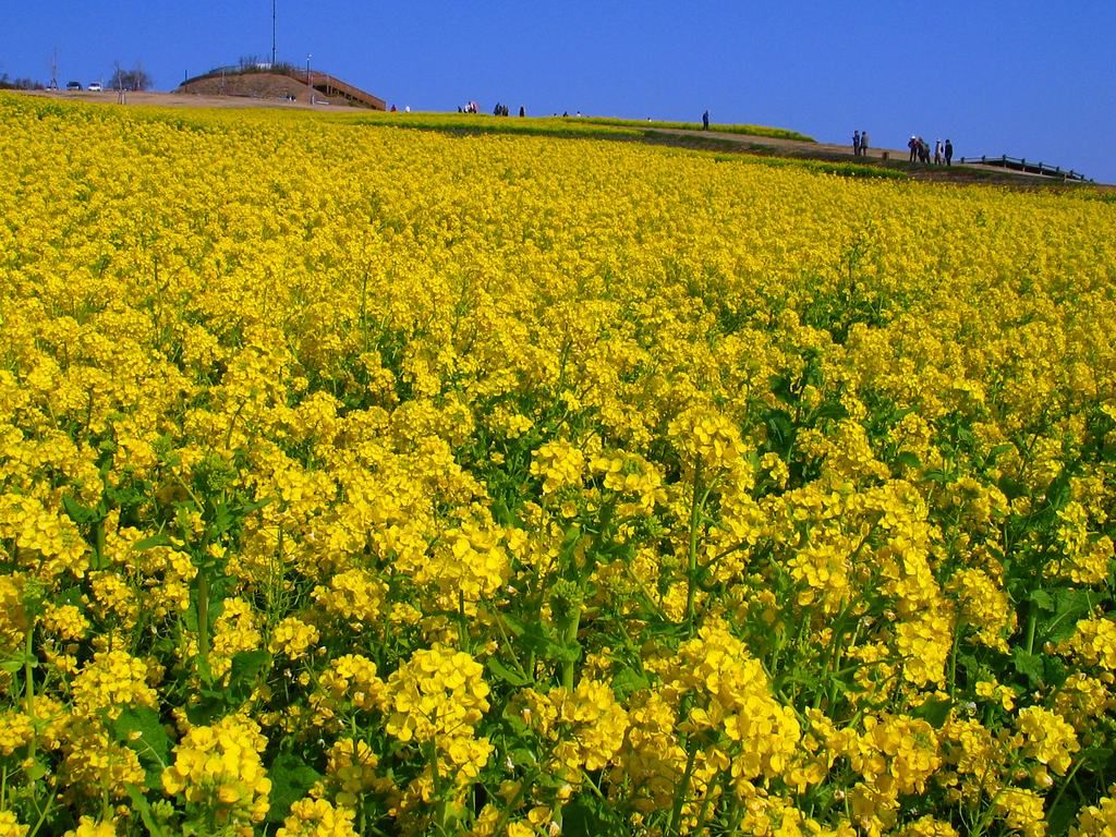 一面に菜の花 春を感じる・・・　　人事見直し倶楽部通信　　№5144