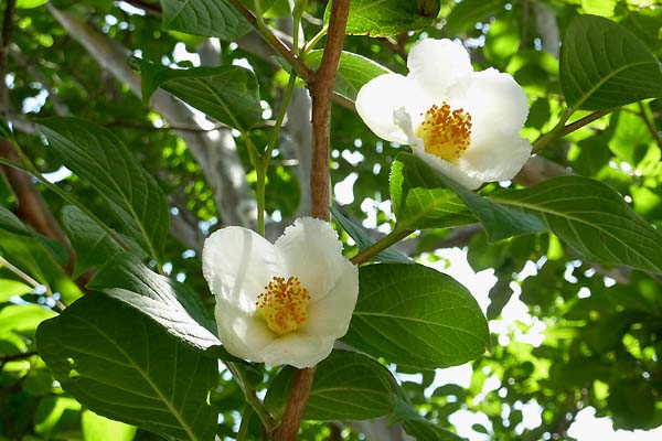 日ごろから意識して部下を見ることだよね・・・・・　　人事見直し倶楽部通信　　№2672