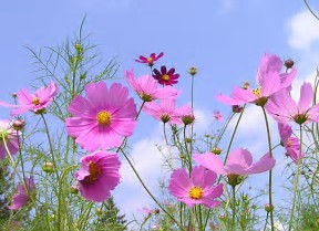 いくら仕事ができても部下に嫌われたらダメだよ・・・・・　　人事見直し倶楽部通信　　№2753