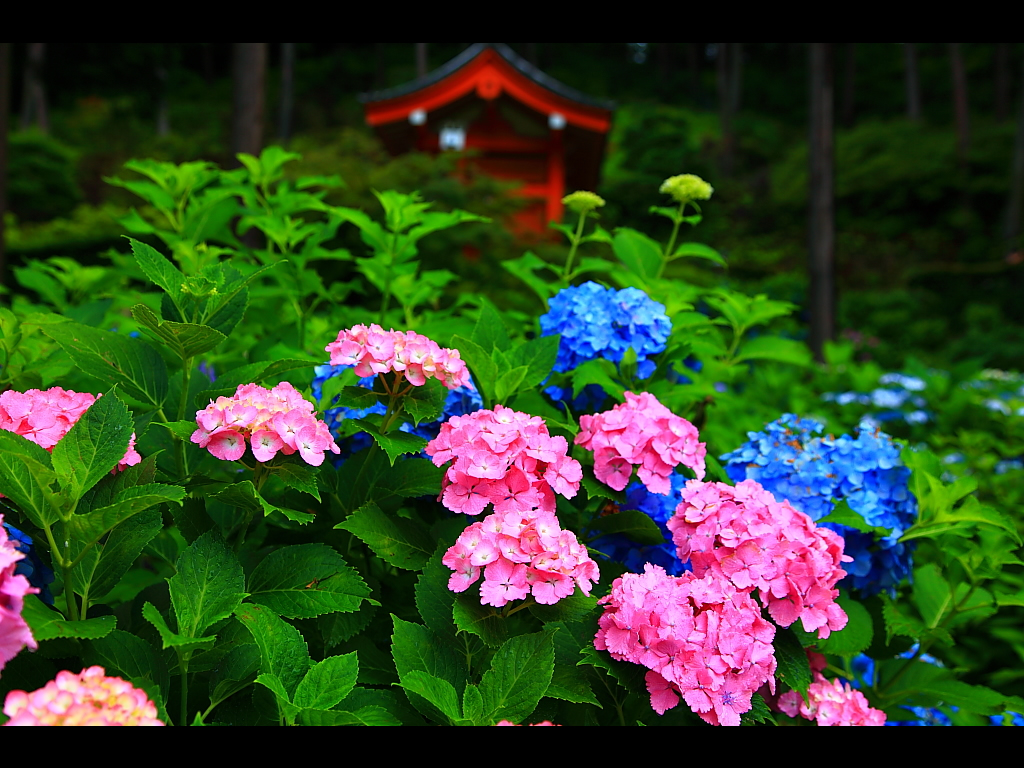 昇鯉　あざやか　紫陽花・・・　　人事見直し倶楽部通信　　№4479