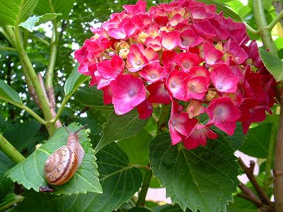 はじける笑顔 神戸まつりや田植えなど・・・　　人事見直し倶楽部通信　　№4842