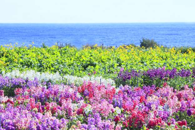 花粉が飛散する季節になったね・・・　　人事見直し倶楽部通信　　№5091