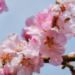 桜の季節に 造幣局通り抜け来月に・・・　　人事見直し倶楽部通信　　№5133