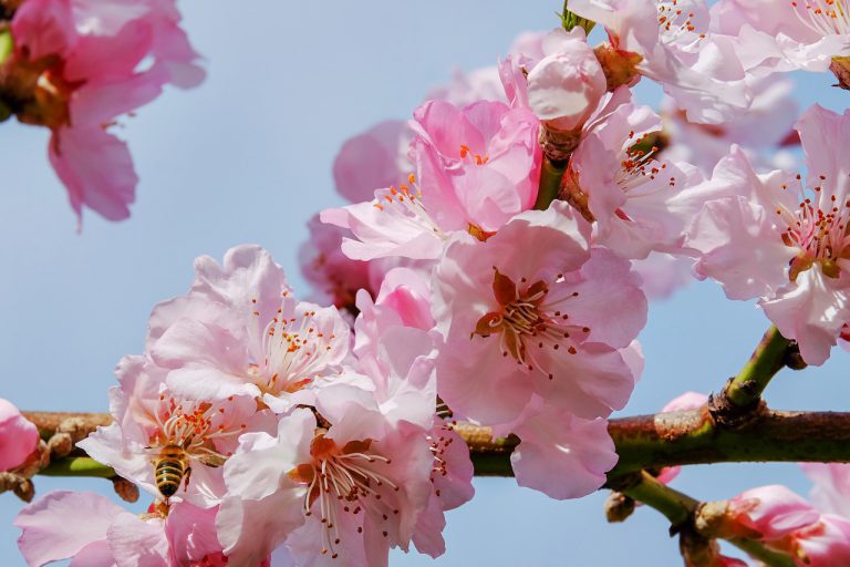 桜の開花とともに春がやってきました・・・・・　　人事見直し倶楽部通信　　№3316
