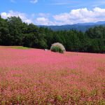 からぶき屋根　ソバの花　初秋の風物詩・・・　　人事見直し倶楽部通信　　№4234