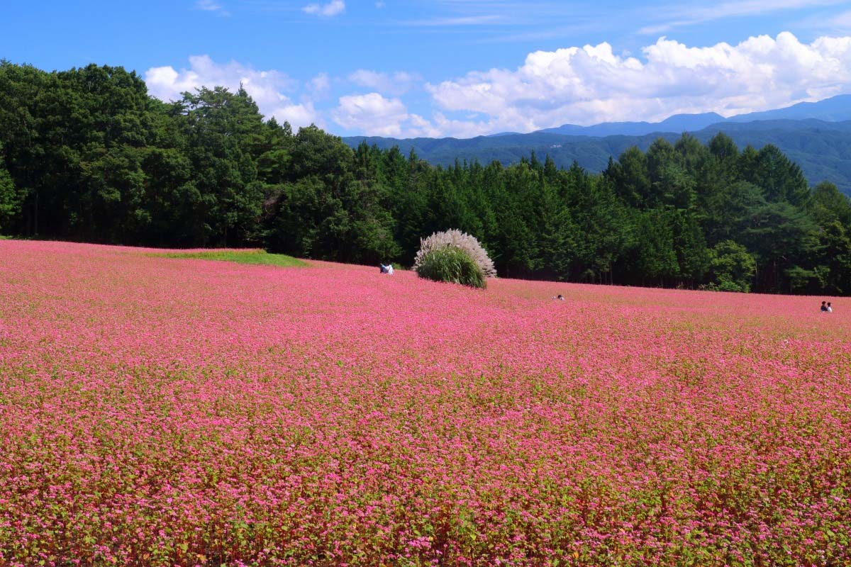 目にも美味しくみえるソバの花・・・　　人事見直し倶楽部通信　　№4959