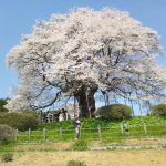 花冷えかも　コロナ下の花見・・・　　人事見直し倶楽部通信　　№4420