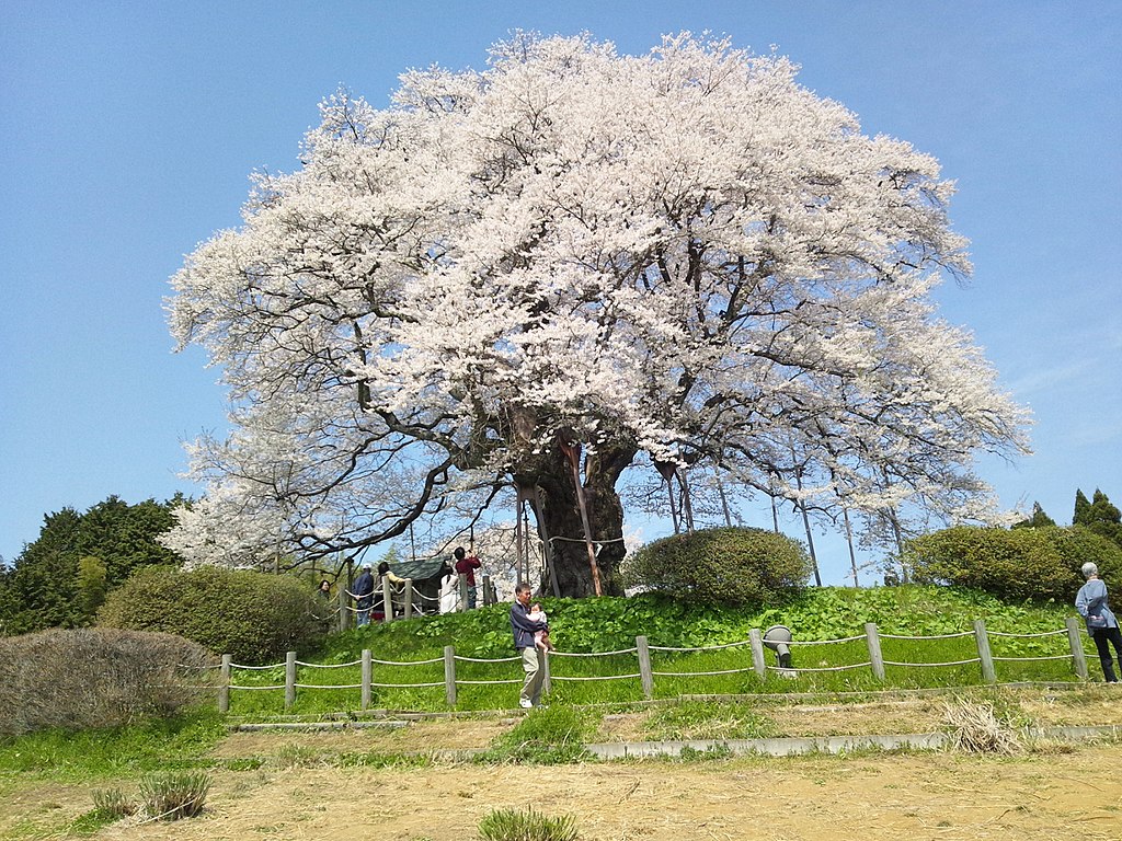 春を彩る　桜の通り抜け・・・　　人事見直し倶楽部通信　　№4790