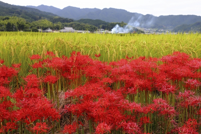 秋の風景、心和ます・・・　　人事見直し倶楽部通信　　№4230