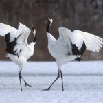 雪原舞う　幻想的なタンチョウヅル・・・　　人事見直し倶楽部通信　　№4328