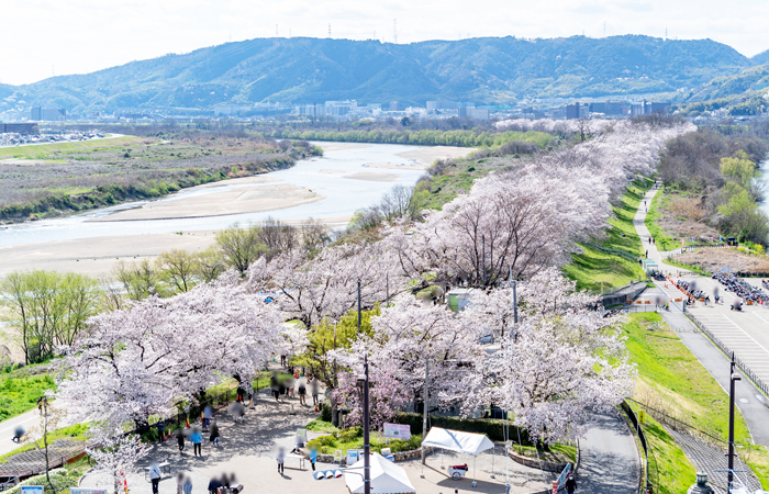 色とりどりな桜に酔いしれる・・・　　人事見直し倶楽部通信　　№4776