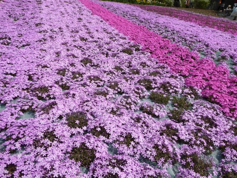 晩春彩る 花じゅうたん・・・　　人事見直し倶楽部通信　　№4805