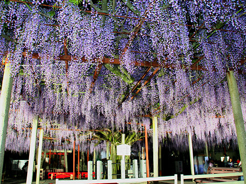 悠久香るフジの花・・・　　人事見直し倶楽部通信　　№5168