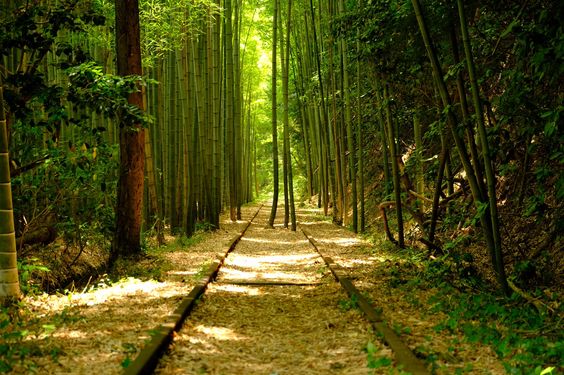 廃線跡　線路に竹林映える　・・・　　人事見直し倶楽部通信　　№4872