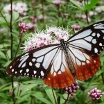 旅するチョウ アサギマダラ　今日はどこへ行くのだろう・・・　　人事見直し倶楽部通信　　№4999