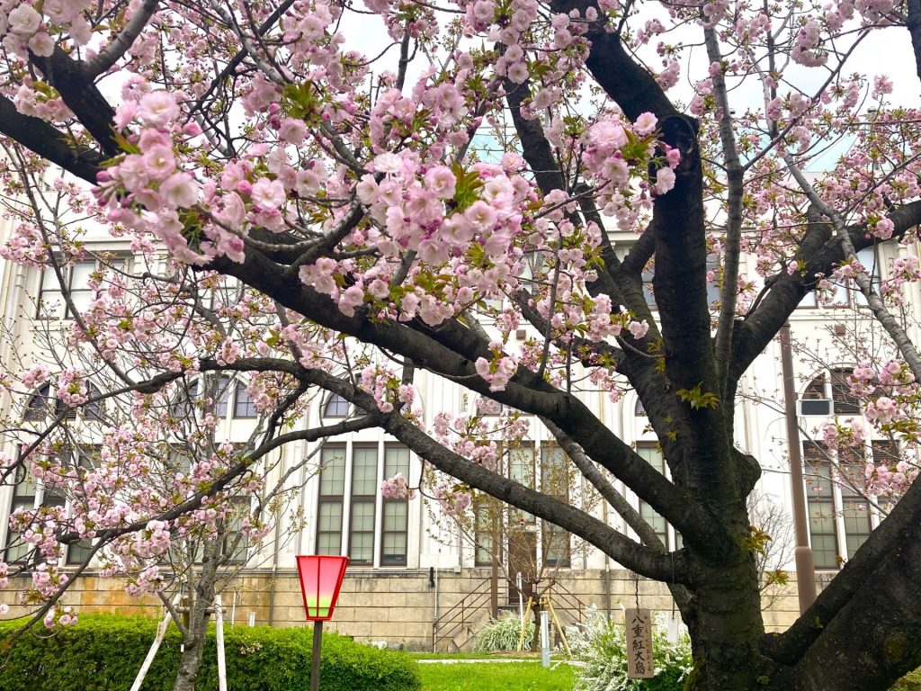 色とりどり 桜の通り抜け思い思いの春を過ごす・・・　　人事見直し倶楽部通信　　№5154