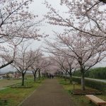 春満ちる桜の回廊インスタ映え・・・　　人事見直し倶楽部通信　　№5153
