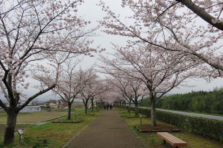 春満ちる桜の回廊インスタ映え・・・　　人事見直し倶楽部通信　　№5153