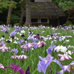 しっとりと 香る花菖蒲 雨待てり・・・　　人事見直し倶楽部通信　　№5577