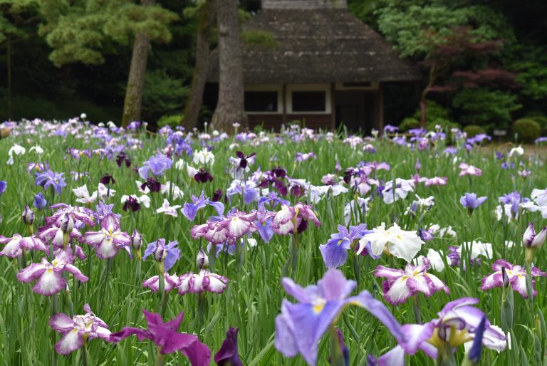 しっとりと 香る花菖蒲 雨待てり・・・　　人事見直し倶楽部通信　　№5577