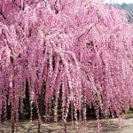 満開の　枝先ひらく　明日かな・・・　　人事見直し倶楽部通信　　№5847