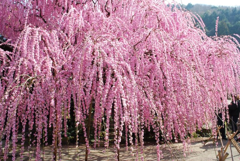 満開の　枝先ひらく　明日かな・・・　　人事見直し倶楽部通信　　№5847