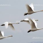 湖光や 羽休める間に 風を読む・・・　　人事見直し倶楽部通信　　№5829