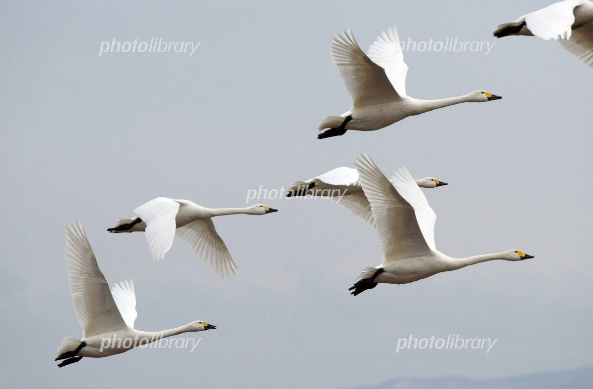 湖光や 羽休める間に 風を読む・・・　　人事見直し倶楽部通信　　№5829