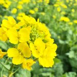 言葉ひとつ 風向き変わる 春の朝・・・　　人事見直し倶楽部通信　　№5852